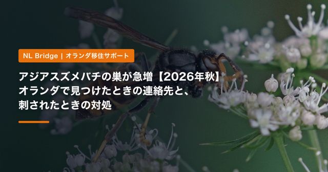 アジアスズメバチの巣が急増【2026年秋】オランダで見つけたときの連絡先と、刺されたときの対処